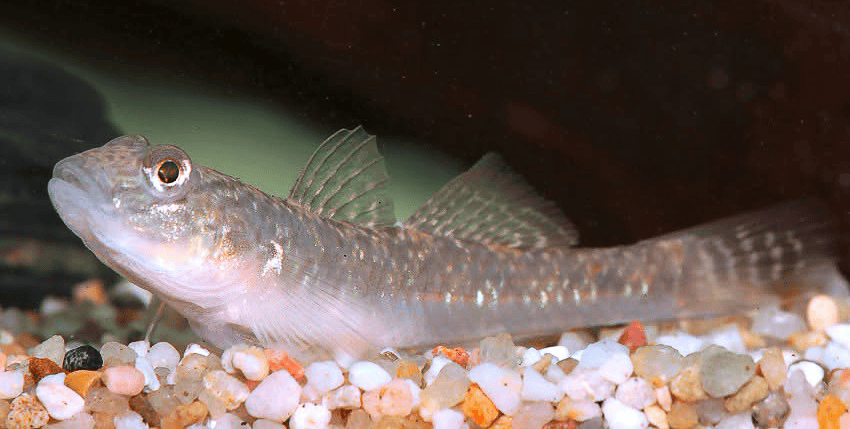 Rhinogobius similis