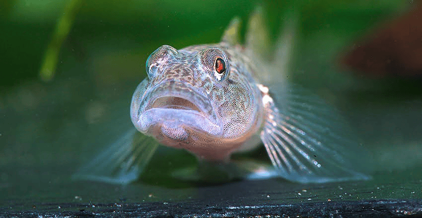 Rhinogobius similis