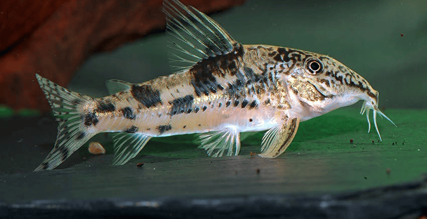 Scleromystax sp. C112 Baianinho II
