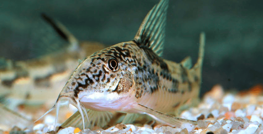 Scleromystax sp. C112 Baianinho II