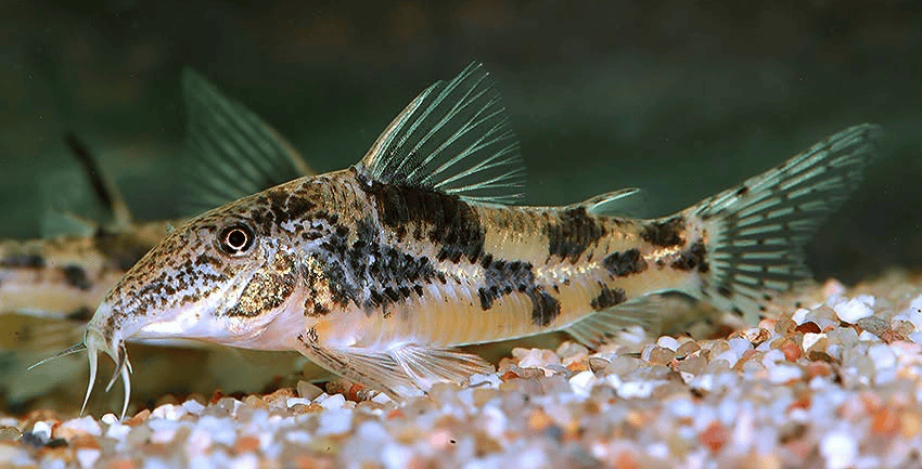 Scleromystax sp. C112 Baianinho II