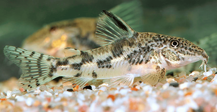 Scleromystax sp. C112 Baianinho II