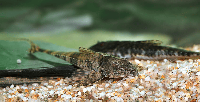 Spatuloricaria tuira