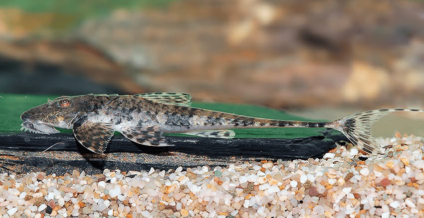 Spatuloricaria tuira