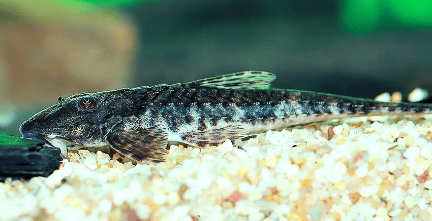 Spatuloricaria tuira