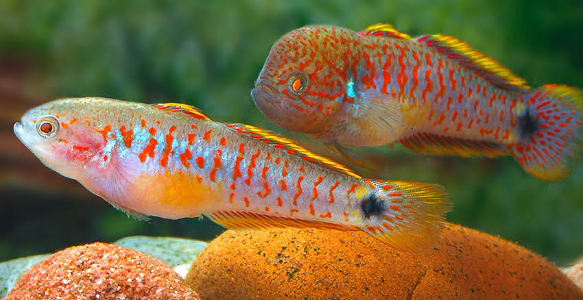 Tateurndina ocellicauda
