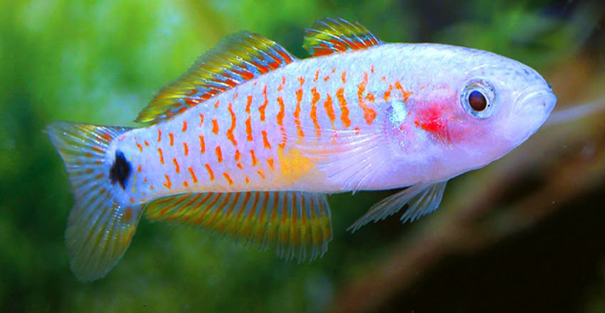 Tateurndina ocellicauda