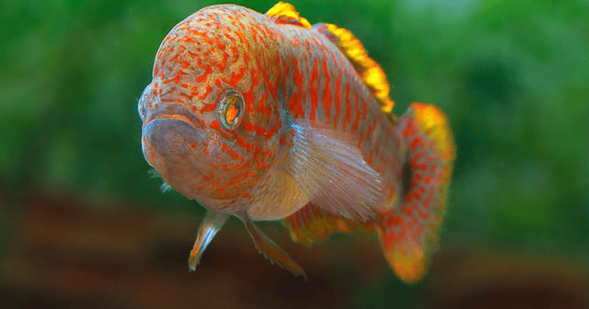 Tateurndina ocellicauda