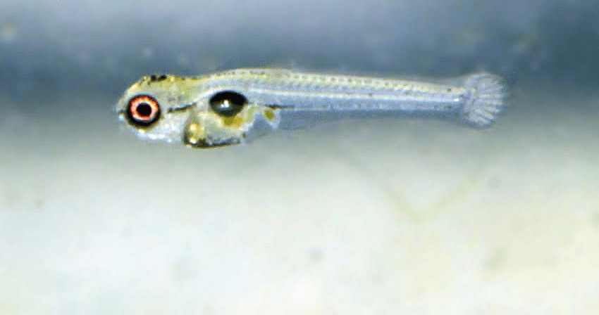 Tateurndina ocellicauda