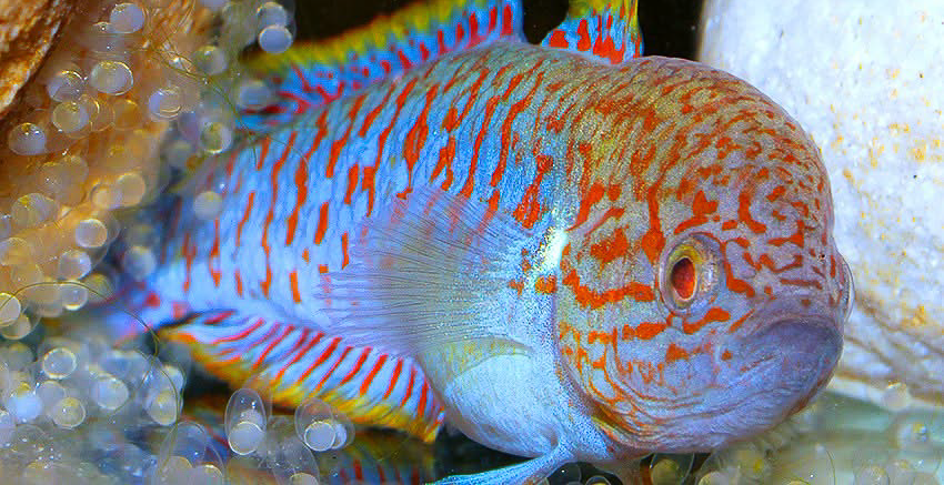 Tateurndina ocellicauda