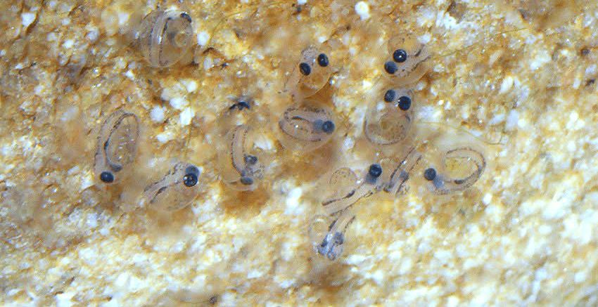 Tateurndina ocellicauda