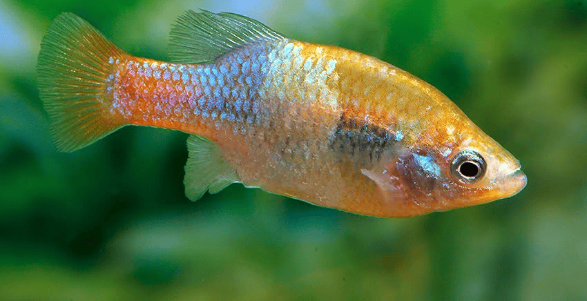 Xenotoca doadrioi