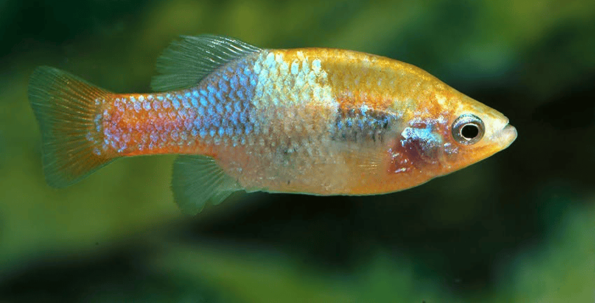 Xenotoca doadrioi