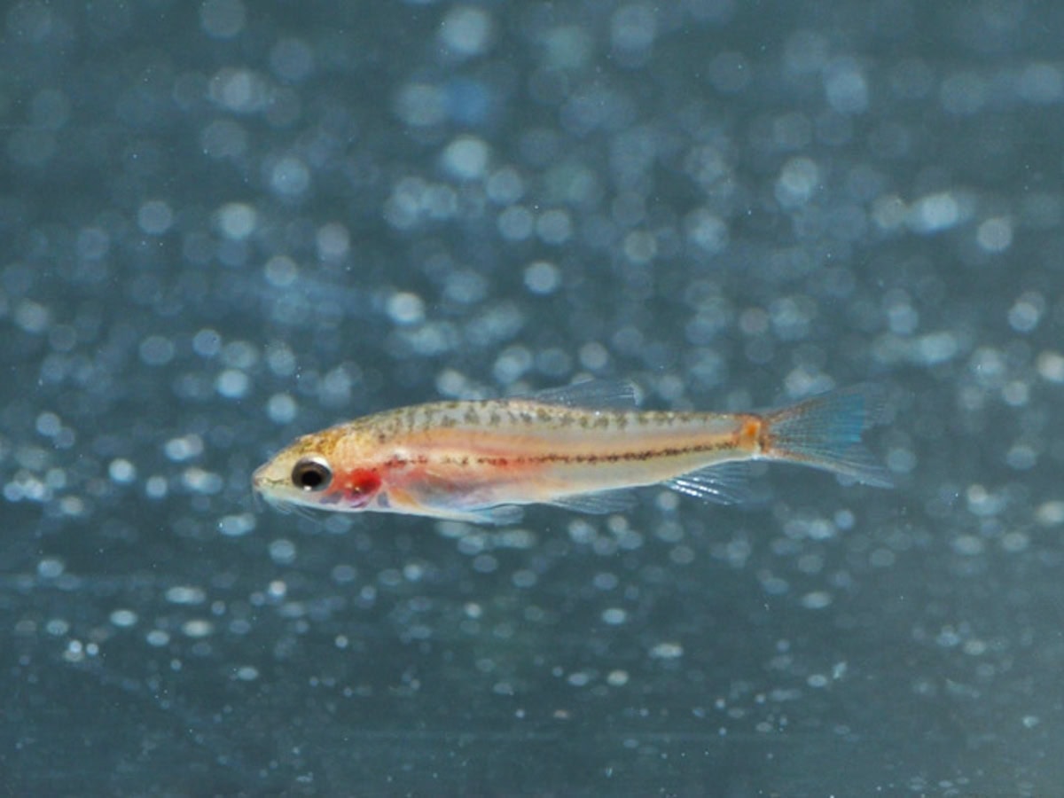 Physoschistura mango - Rosa-Zwergschmerle, WF