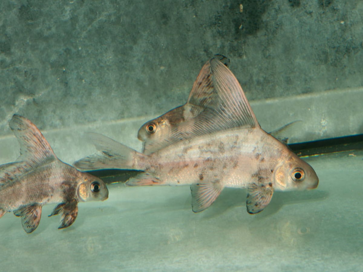ZC703 Myxocyprinus asiaticus - Fledermausschmerle