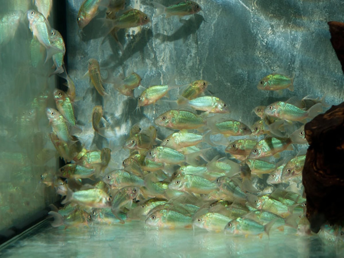 Brochis splendens - Smaragdpanzerwels, NZ