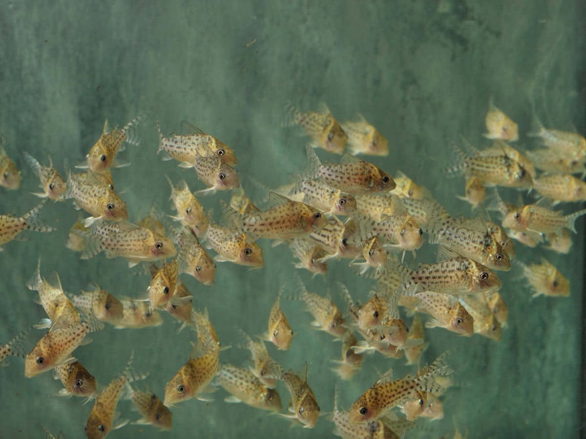ZD245 Corydoras sp. (C156+C157) - Punktierter Panzerwels, WF-BRA