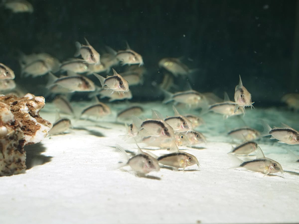 Corydoras granti/arcuatus - Stromlinien-Panzerwels, WF