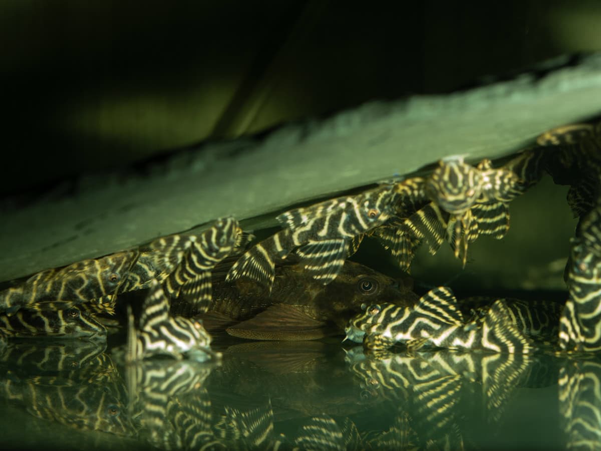 ZEL129 Hypancistrus debilittera - L 129 Striped Pleco, WF