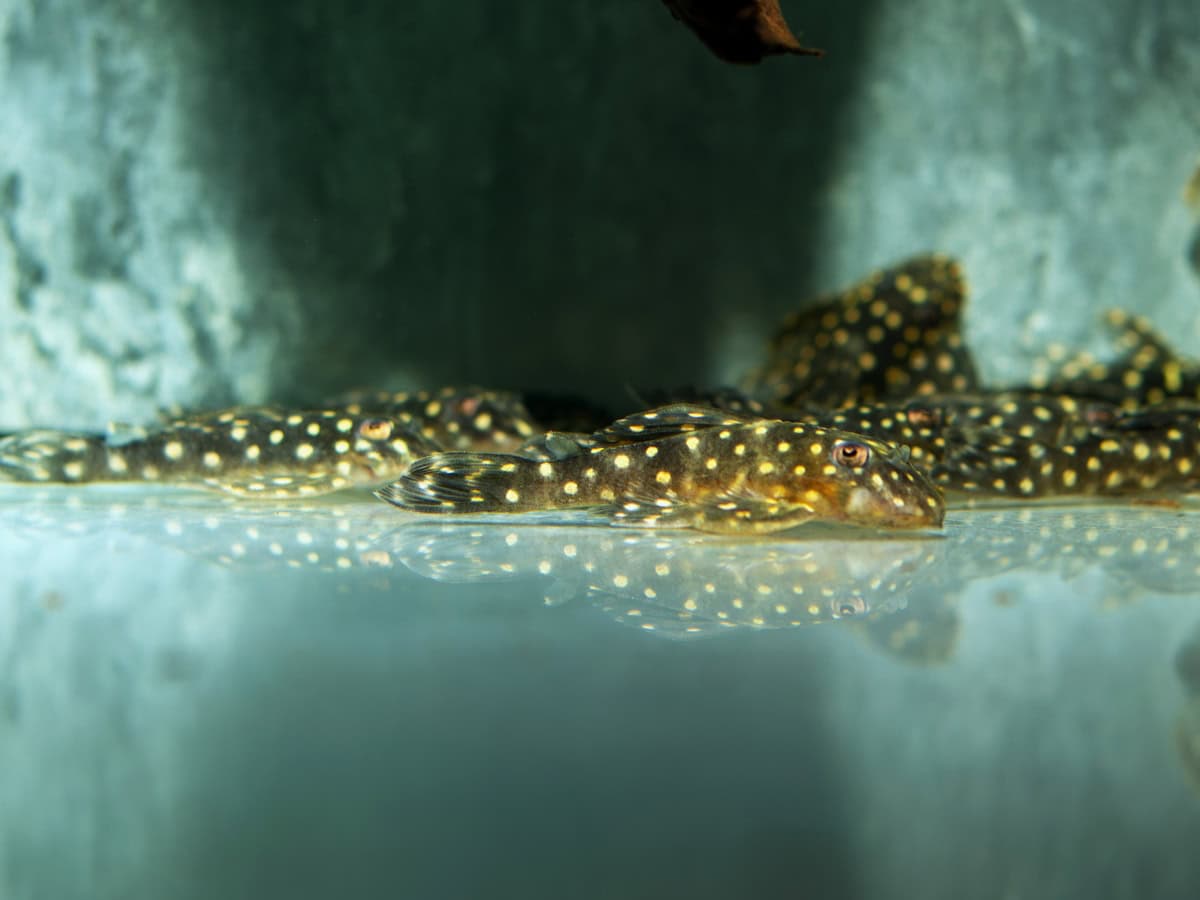 Hypancistrus sp. "L201" - L 201 Weißpunkt-Pleco, WF