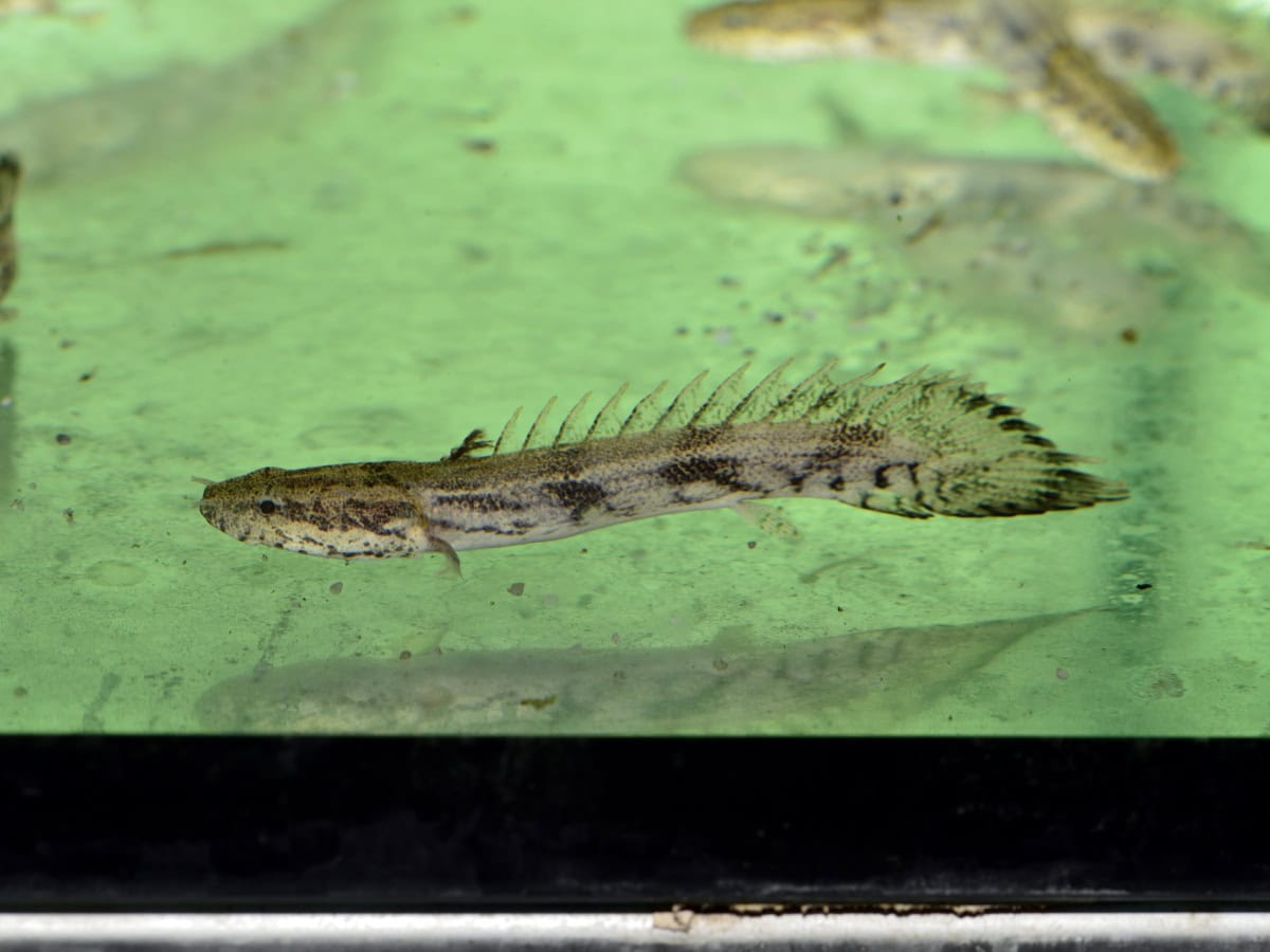 ZM5261 Polypterus endlicherii - Endlichers-Flösselhecht, NZ