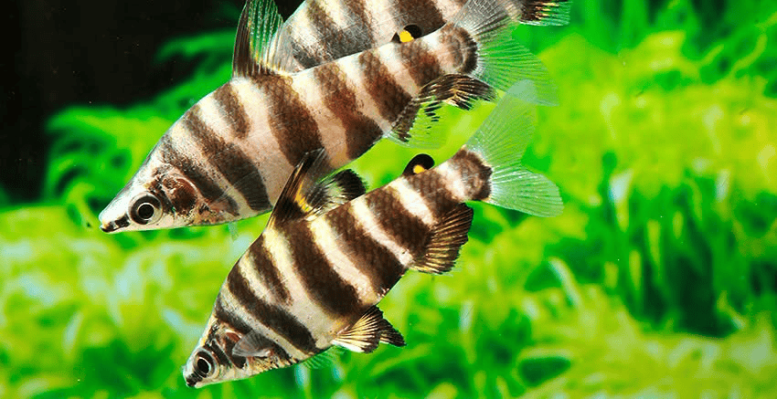 Abramites hypselonotus 4 Abramites hypselonotus