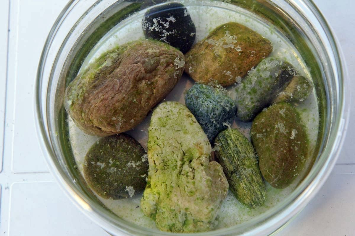 Algensteine für Rennschnecken sind einfach herzustellen: Aquarienwasser, ein Spritzer Blumendünger und ab in die Sonne damit! Foto: Roland Emmenlauer