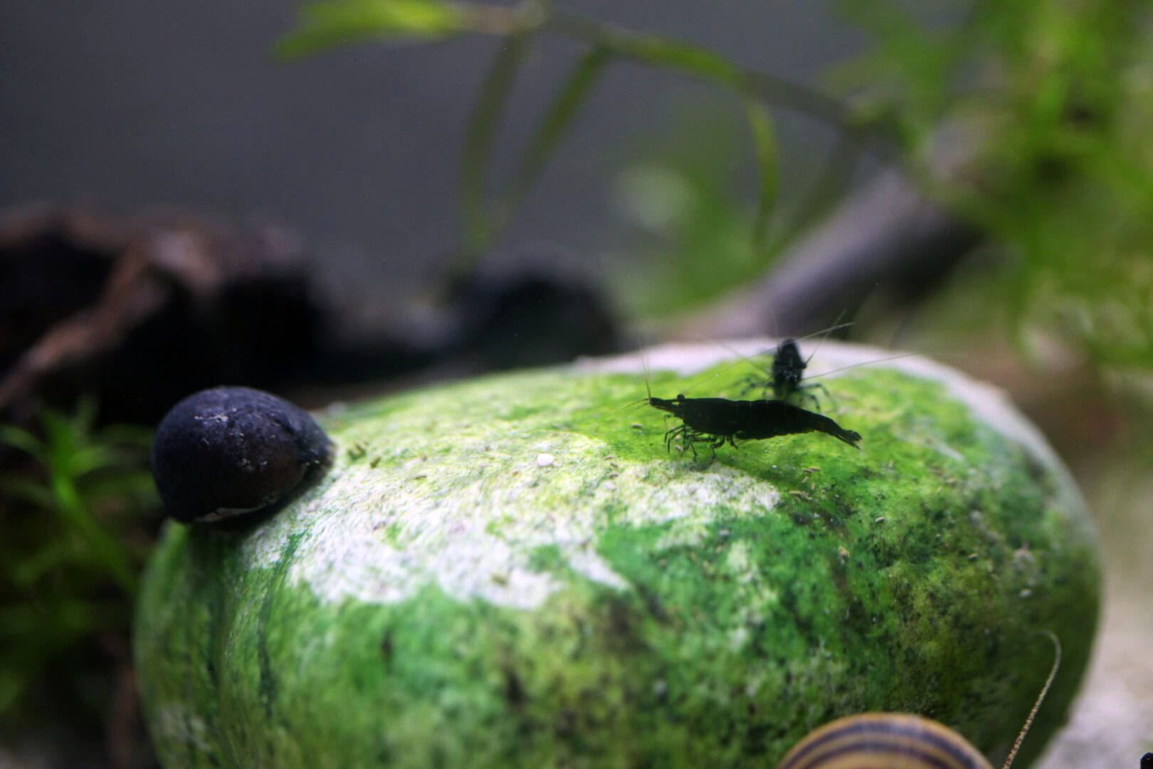 Neritina pulligera gilt als einer der effizientesten Algenvernichter in der Aquaristik - vorausgesetzt, es handelt sich um Algenfilme. Foto: Roland Emmenlauer