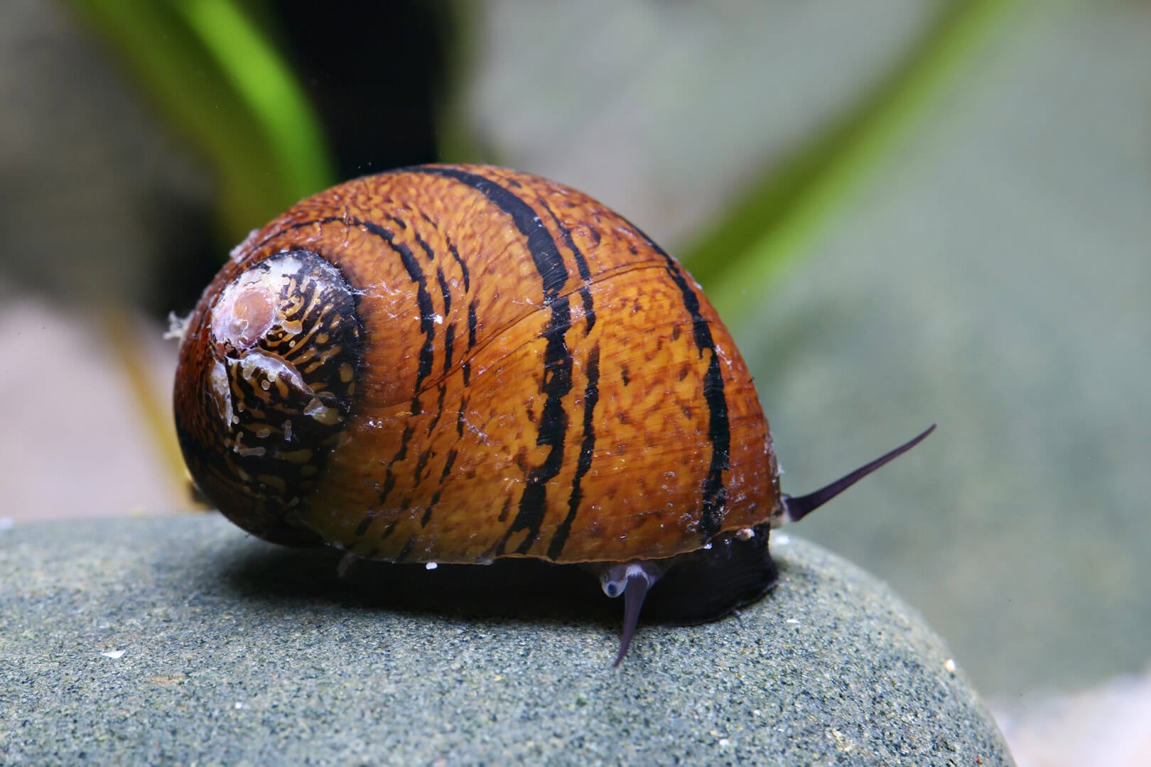 Neritodryas sp. ist dafür bekannt, das Wasser regelmäßig zu verlassen - eine tolle Schnecke für ausbruchssichere Paludarien und Aquaterrarien. Foto: Chris Lukhaup