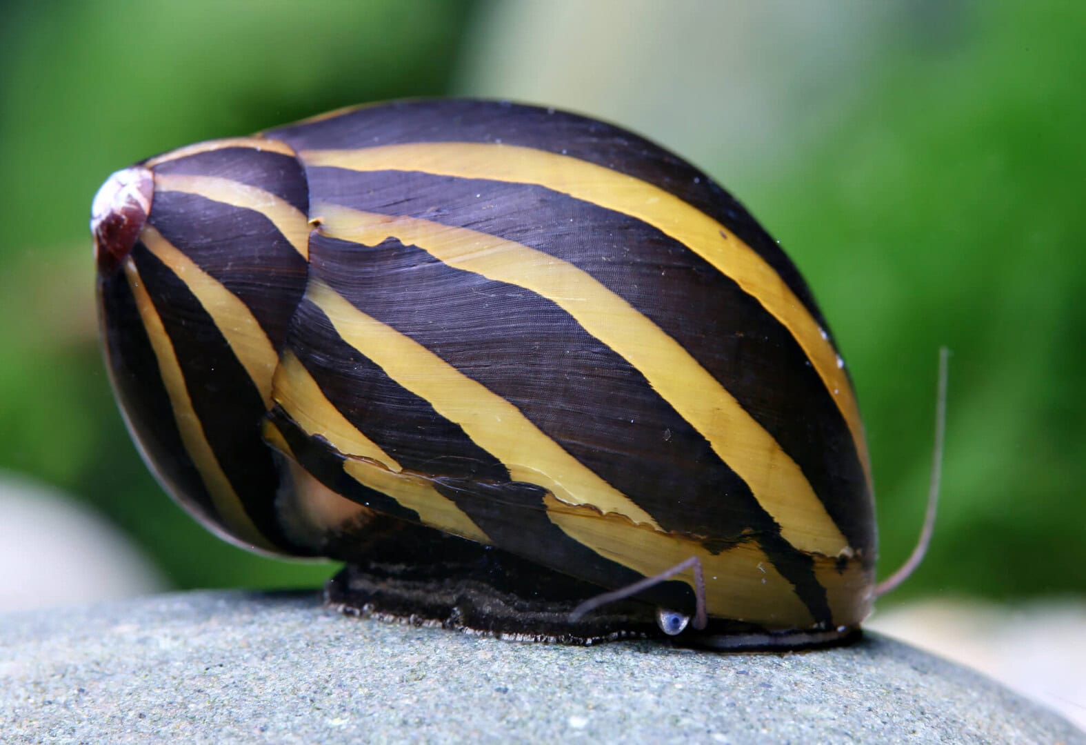 Ihr dickes, tief herabgezogenes Gehäuse schützt den Körper der Rennschnecke ganz hervorragend. Foto: Chris Lukhaup
