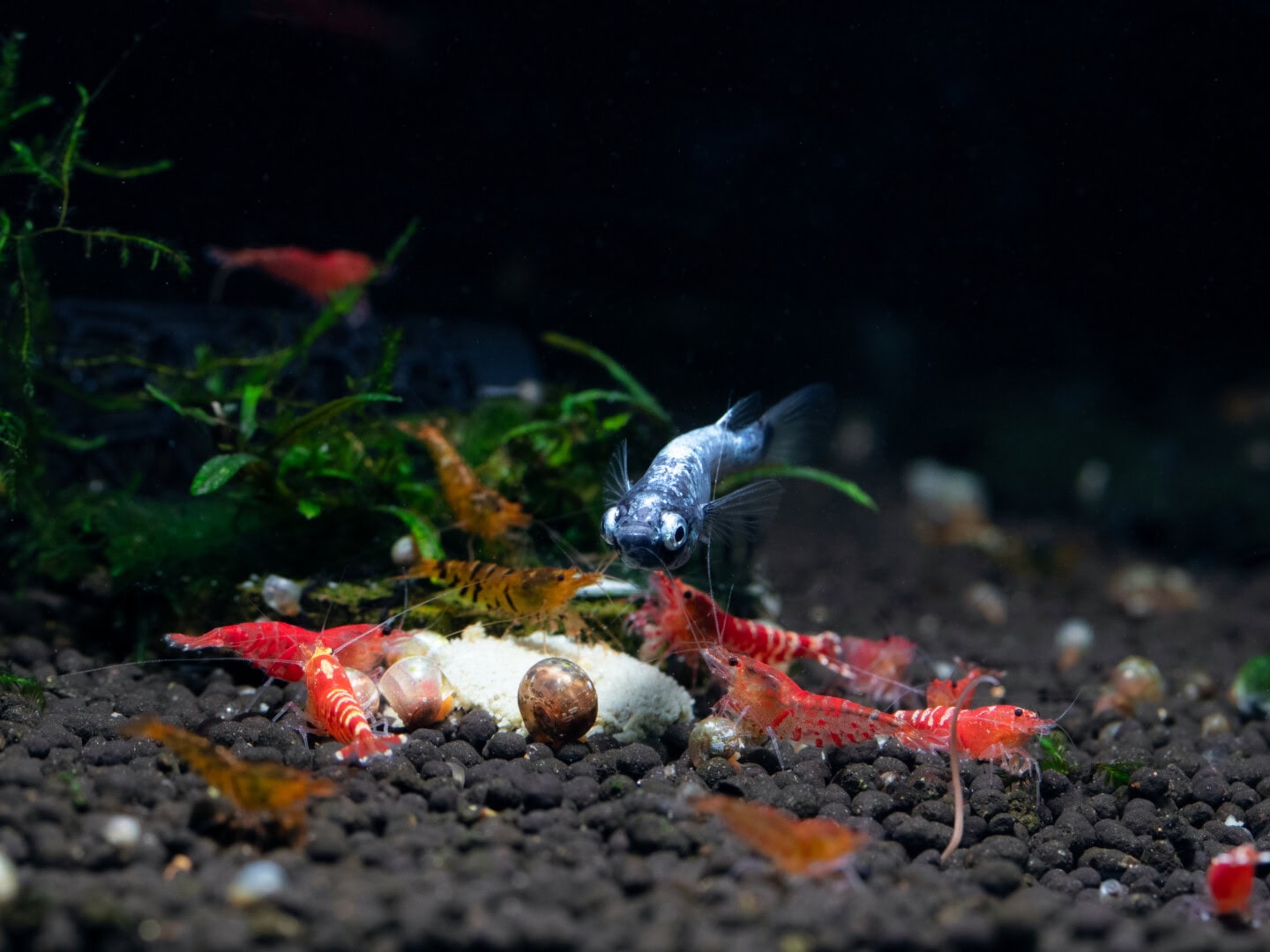 Bitte lasst mir etwas übrig! Medaka „Bobu“ mit Caridina sp. „Tiger-Mischern“. Foto: Detlef Buisker 