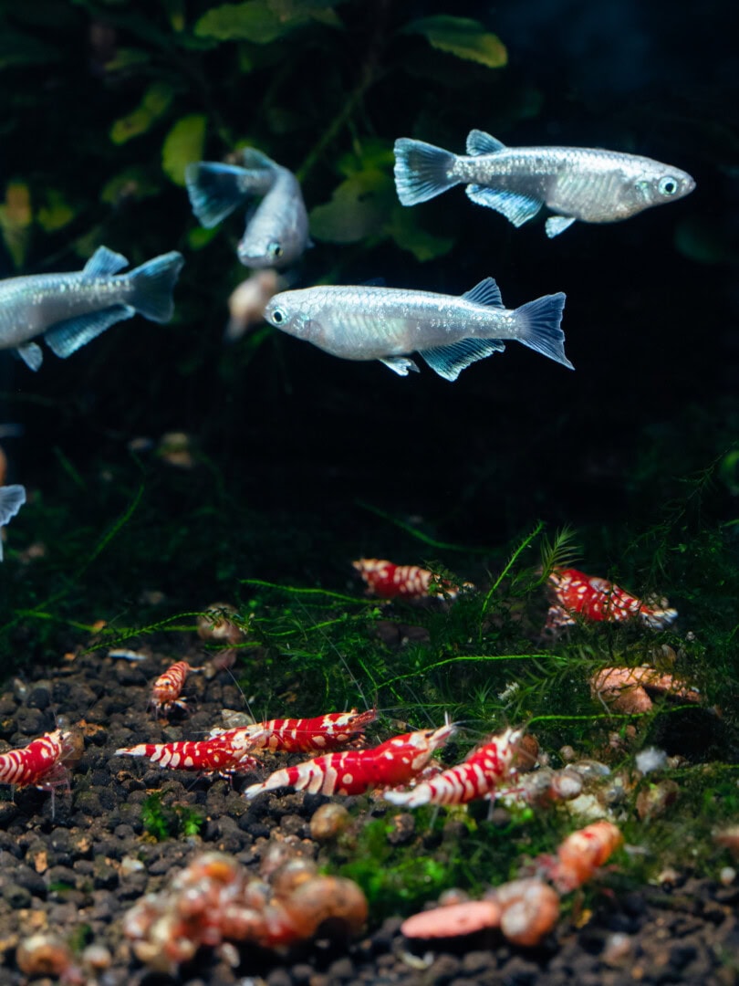 Ein wunderschöner Farbkontrast: Medaka „Marriage Kissing Widefin“ mit Red Fancy Tiger (Caridina sp.). Foto: Detlef Buisker