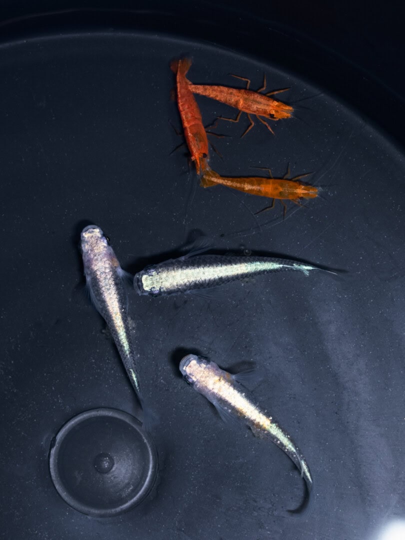 Dreimal drei ist Neune … Bei der Beurteilung von Medaka – hier „Black Super Nova“ – spielt die Draufsicht eine entscheidende Rolle. Dazu drei schöne Neocaridina davidi „Orange Sakura Sunkist“ Foto: Detlef Buisker