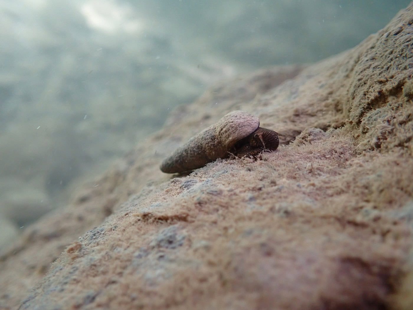 Tylomelania sp. im Saluopa-Wasserfall mit seinem schnell fließenden, sehr sauerstoffreichen, kalkhaltigen Wasser.