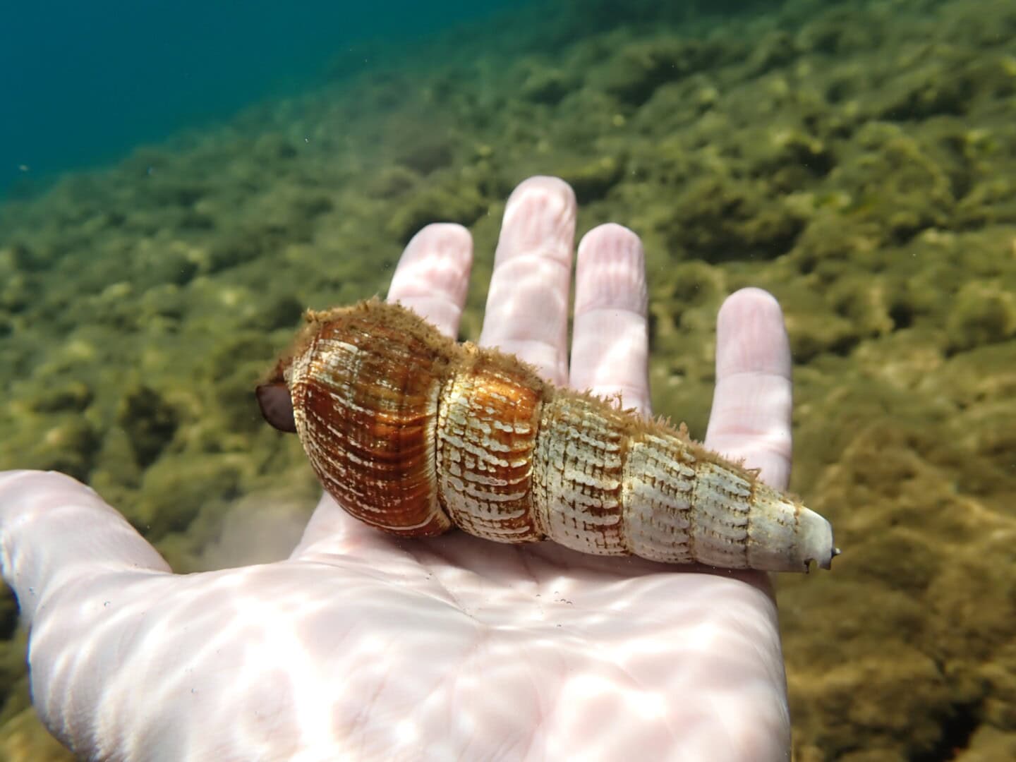 Eine sehr alte Schnecke aus dem Matanosee.