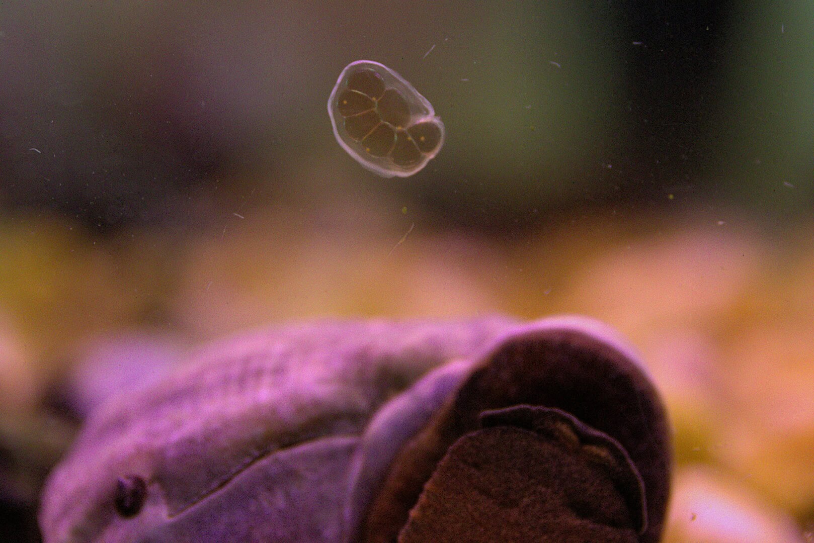 Ein Gelege von Miratesta celebensis im Aquarium.