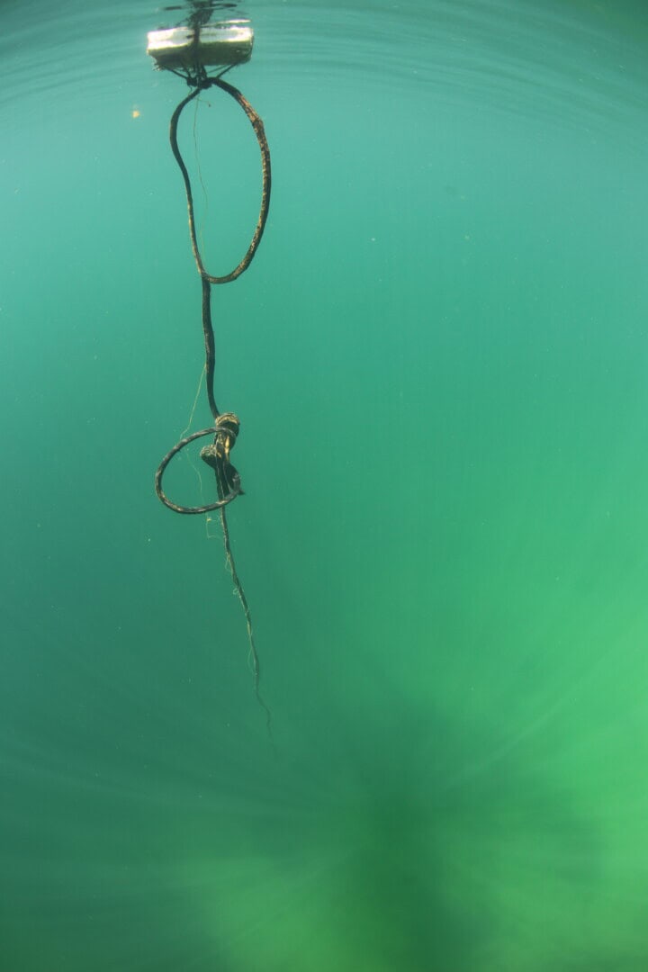 Eine Schneckenfalle im Pososee.