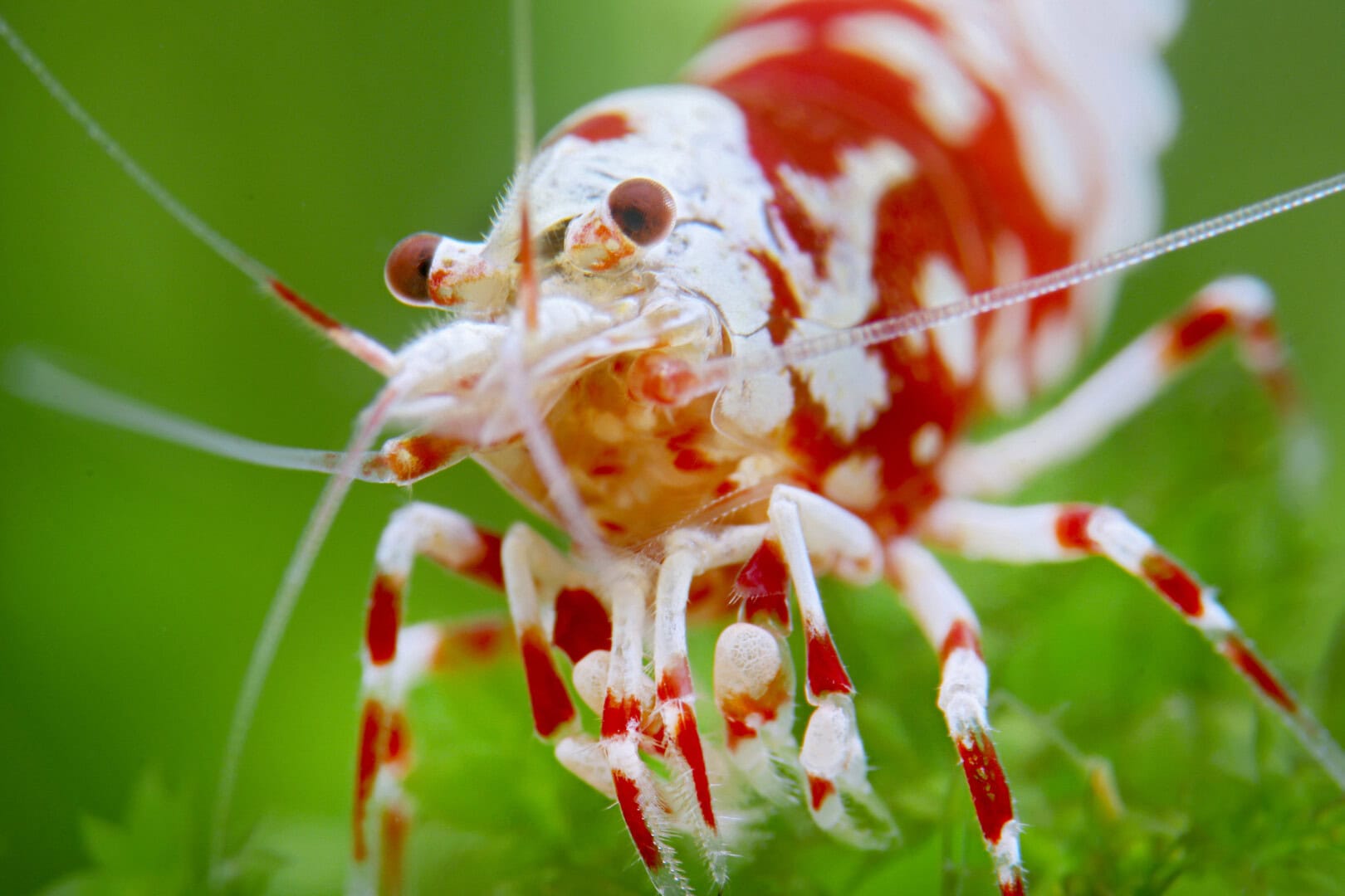 CAR2026 02 S2 Ausblick 05 CL Eine sehr schön gefärbte „Red Fancy Tiger“ mit gestreiften “Spider Legs“. Bild: Chris Lukhaup