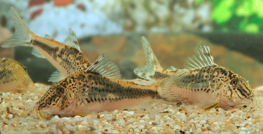 Corydoras sp. „Llanos Oran Var.1 1 Corydoras sp. „Llanos-Oran“ Var.1
