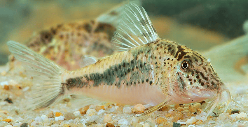 Corydoras sp. „Llanos Oran Var.1 2 Corydoras sp. „Llanos-Oran“ Var.1