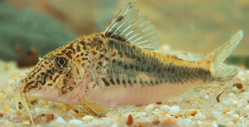 Corydoras sp. „Llanos Oran Var.1 3 Corydoras sp. „Llanos-Oran“ Var.1