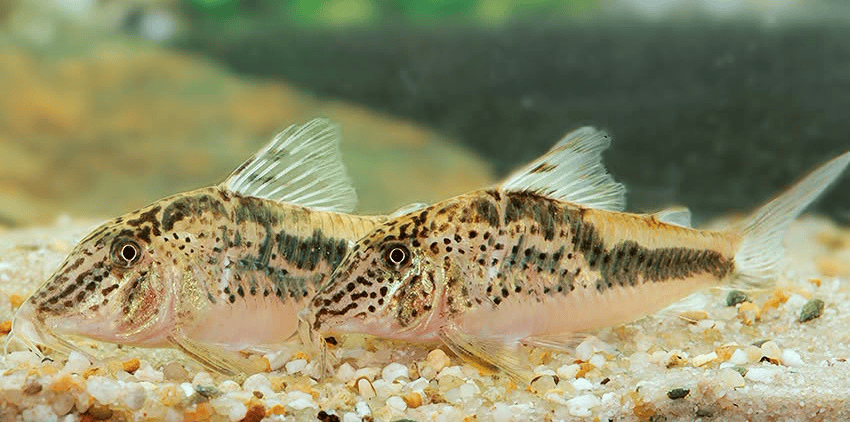 Corydoras sp. „Llanos Oran Var.1 4 Corydoras sp. „Llanos-Oran“ Var.1