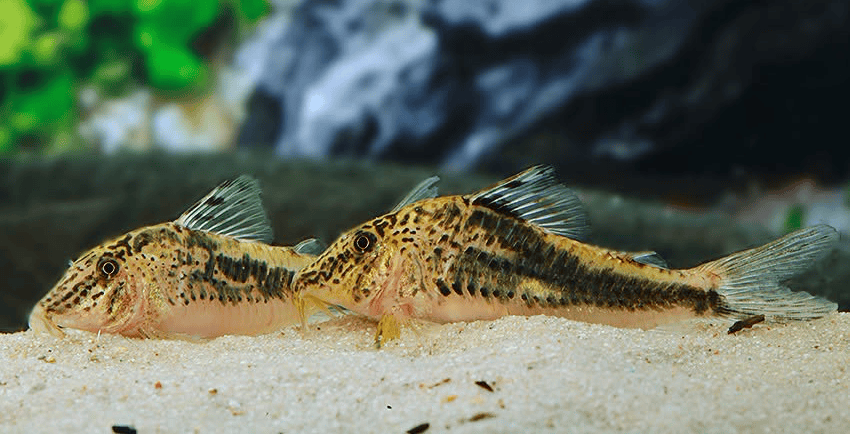 Corydoras sp. „Llanos Oran Var.1 5 Corydoras sp. „Llanos-Oran“ Var.1
