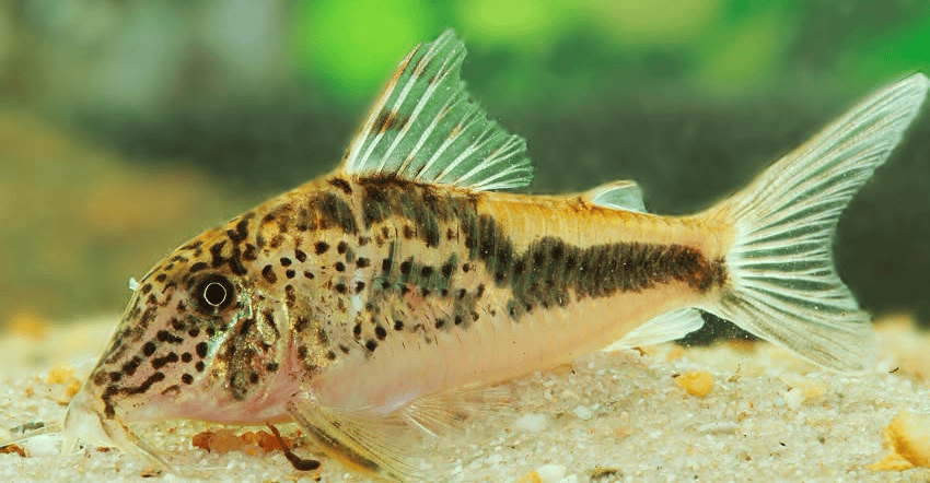 Corydoras sp. „Llanos Oran Var.1 6 Corydoras sp. „Llanos-Oran“ Var.1