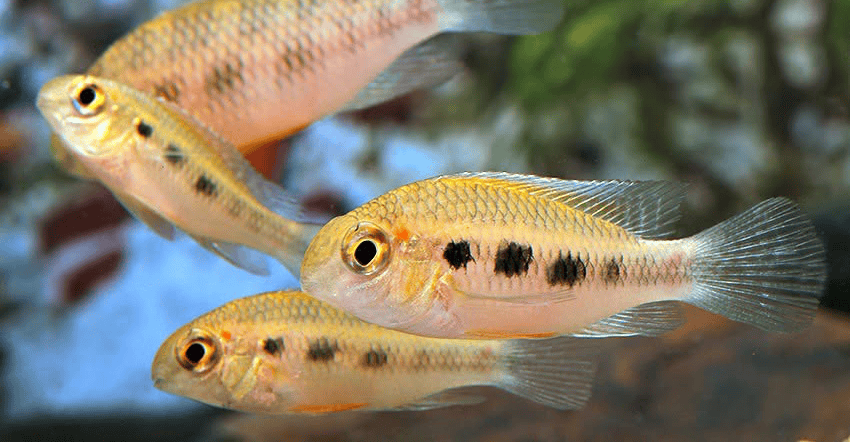 Crenicara punctulata 1 Crenicara punctulata