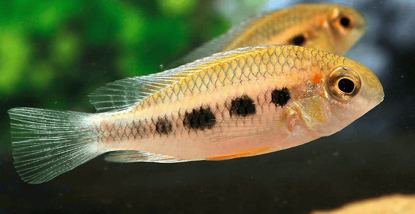Crenicara punctulata 2 Crenicara punctulata