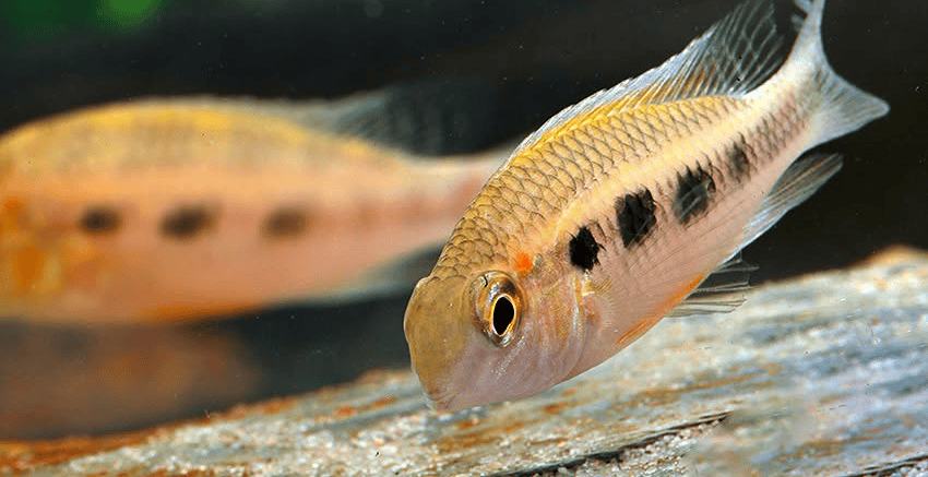 Crenicara punctulata 3 Crenicara punctulata