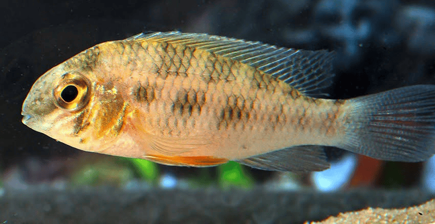 Crenicara punctulata 4 Crenicara punctulata