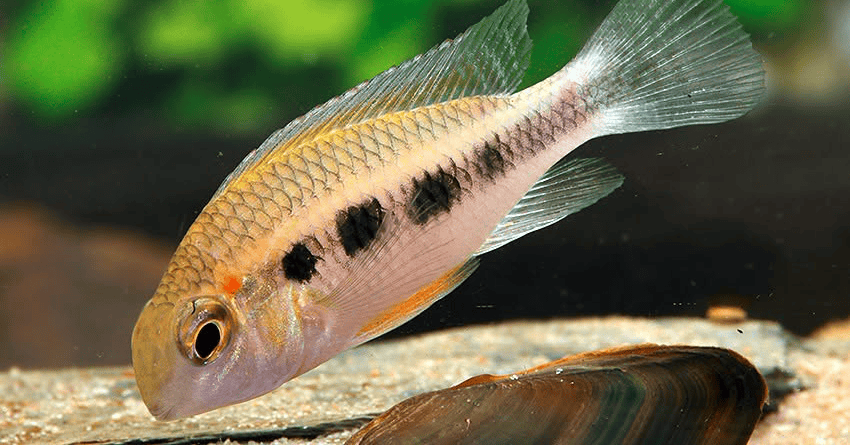 Crenicara punctulata 5 Crenicara punctulata