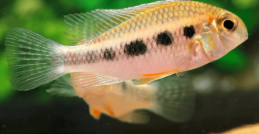 Crenicara punctulata 6 Crenicara punctulata
